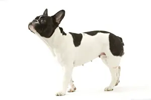 Dog - French Bulldog