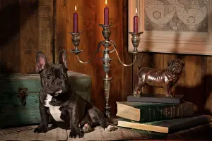 In House Prints: Dog - French Bulldog next to bronze of dog & candlesticks