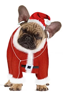Images Dated 17th October 2010: Dog - French Bulldog dressed as Father Christmas listening to earphones Digital Manipulation
