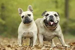 Images Dated 27th October 2011: Dog - French Bulldog and English Bulldog