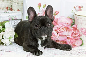 Utility Breeds Collection: Dog - French Bulldog with flowers