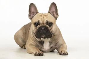 Images Dated 11th March 2020: DOG. French bulldog, laying down, , studio, white background