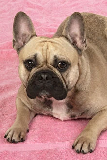Images Dated 11th March 2020: DOG. French bulldog, lying down, on pink towel, studio