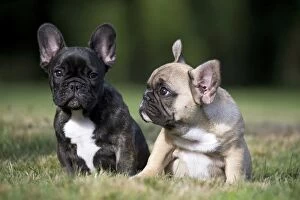 Dog French Bulldog puppies