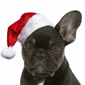 Images Dated 2nd September 2020: DOG. French Bulldog, puppy (10 weeks old ) sitting in the studio wearing a Chiristmas hat DOG