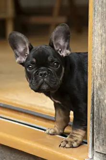 DOG. French Bulldog, puppy (10 weeks old ) head looking out around a doorway
