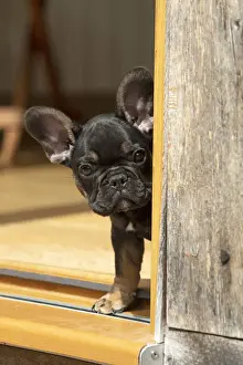 DOG. French Bulldog, puppy (10 weeks old ) head looking out around a doorway