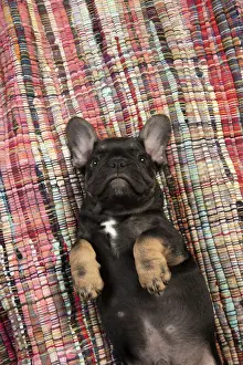 DOG. French Bulldog, puppy (10 weeks old ) laying on its back, paws up, studio lying, on, back