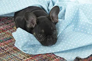 DOG. French Bulldog, puppy (10 weeks old ) looking out from under fabric, eyes looking up, studio