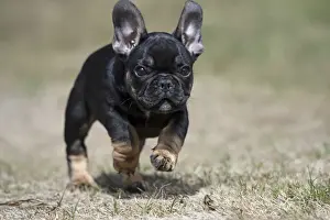 DOG. French Bulldog, puppy (10 weeks old ) running towards the camera, in a garden