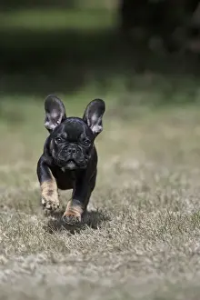 DOG. French Bulldog, puppy (10 weeks old ) running towards the camera, in a garden