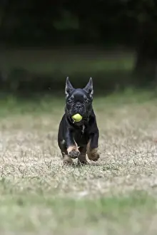 DOG. French Bulldog, puppy (10 weeks old ) running towards the camera, with an apple in its mouth, in a garden
