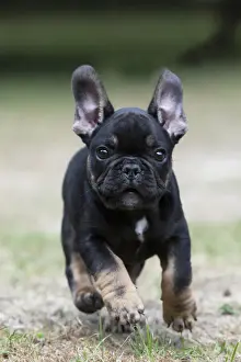 DOG. French Bulldog, puppy (10 weeks old ) running towards the camera, in a garden