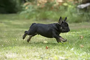 DOG. French Bulldog, puppy (10 weeks old ) running in a garden