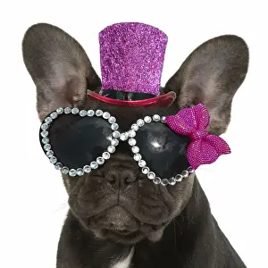 DOG. French Bulldog, puppy (10 weeks old ) sitting, face expression, on white background, studio
