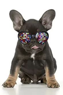 DOG. French Bulldog, puppy (10 weeks old ) sitting, face expression, licking lips, on white background, studio