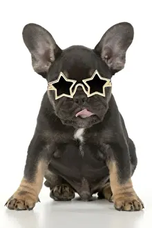 DOG. French Bulldog, puppy (10 weeks old ) sitting, face expression, licking lips, on white background, studio