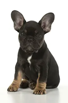 DOG. French Bulldog, puppy (10 weeks old ) sitting, face expression, on white background, studio