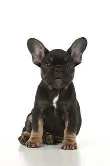 DOG. French Bulldog, puppy (10 weeks old ) sitting, face expression, on white background, studio