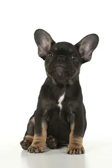 DOG. French Bulldog, puppy (10 weeks old ) sitting, face expression, on white background, studio