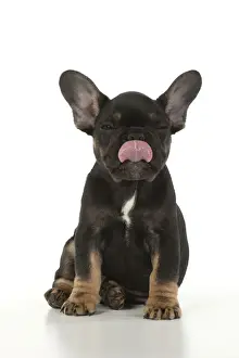 DOG. French Bulldog, puppy (10 weeks old ) sitting, face expression, licking lips, on white background, studio