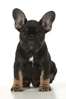 DOG. French Bulldog, puppy (10 weeks old ) sitting, face expression, on white background, studio