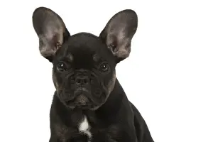 DOG. French Bulldog, puppy (10 weeks old ) sitting, face expression, portrait, on white background, studio
