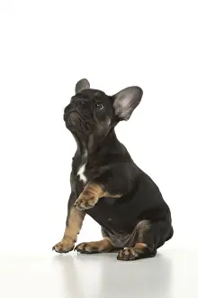 DOG. French Bulldog, puppy (10 weeks old ) sitting, face expression, on white background, studio