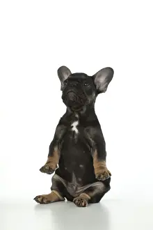 DOG. French Bulldog, puppy (10 weeks old ) sitting, face expression, on white background, studio