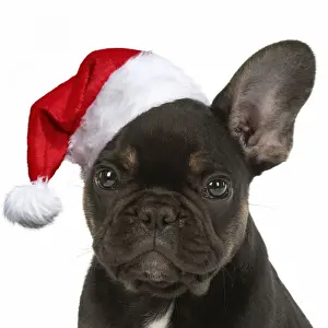 10 Weeks Old Prints: DOG. French Bulldog, puppy (10 weeks old ) sitting in the studio wearing a Chiristmas hat