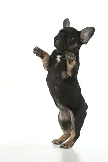 DOG. French Bulldog, puppy (10 weeks old ) standing up on back legs, , on white background, studio