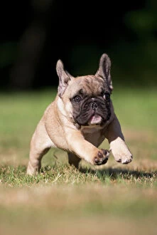 Images Dated 12th April 2017: Dog French Bulldog puppy