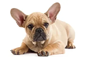 Ears Prints: Dog - French Bulldog puppy in studio