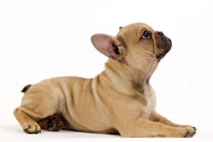 Utility Breeds Collection: Dog - French Bulldog puppy in studio