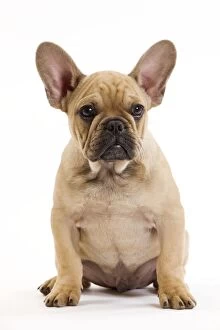 Images Dated 17th October 2010: Dog - French Bulldog puppy in studio