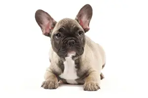 Dog - French Bulldog puppy in studio