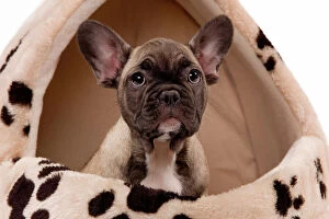 Images Dated 6th December 2010: Dog - French Bulldog puppy in studio in dog bed