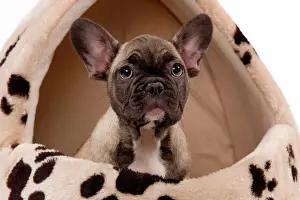 Beds Prints: Dog - French Bulldog puppy in studio in dog bed