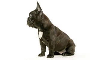 DOG - French Bulldog puppy - side view
