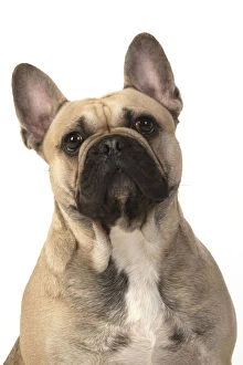 Images Dated 11th March 2020: DOG. French bulldog, sitting, head & shoulders, studio