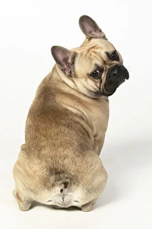 Images Dated 11th March 2020: DOG. French bulldog, sitting, back view, studio