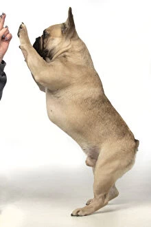 DOG. French bulldog, standing up on back legs