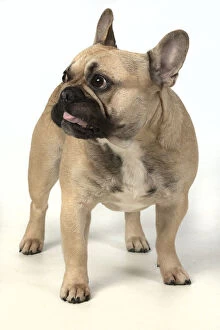 Images Dated 11th March 2020: DOG. French bulldog, standing, studio, white background