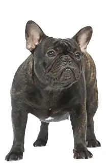 Dog - French Bulldog in studio