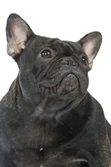 Dog - French Bulldog in studio