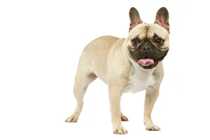 Dog - French Bulldog in studio