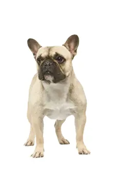 Dog - French Bulldog in studio