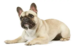 Thoughtful Prints: Dog - French Bulldog in studio