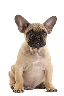 Dog - French Bulldog in studio