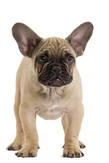 Dog - French Bulldog in studio